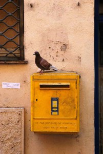 Racing pigeons still used in France ;)