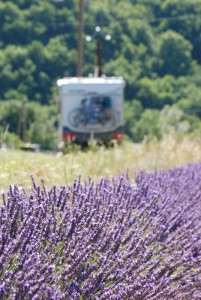 Lavender, of course ;)