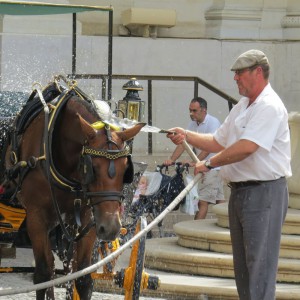 The horse needs some refreshment