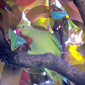 Funky birds at Parque Maria Louisa